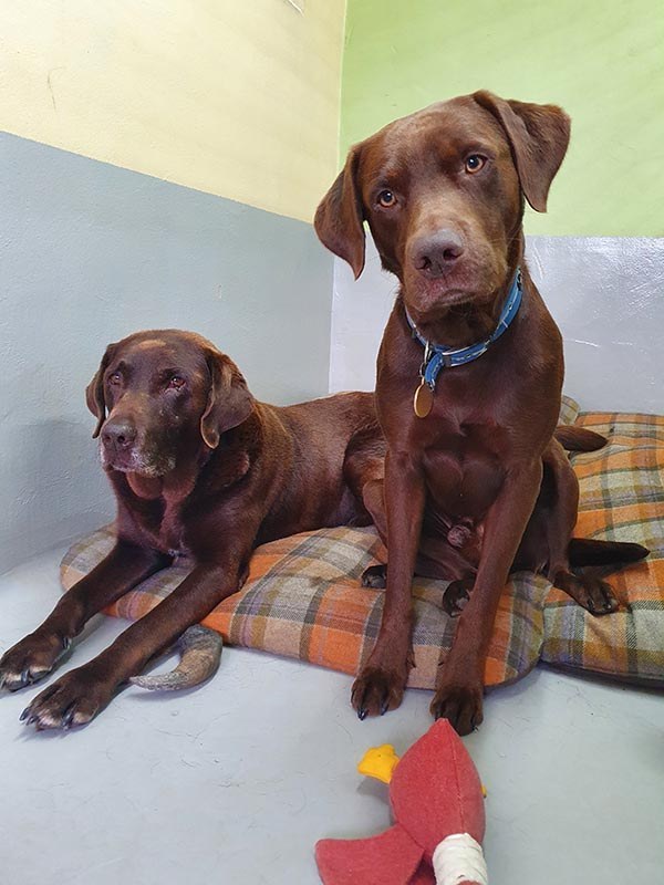 Chocolate Labs