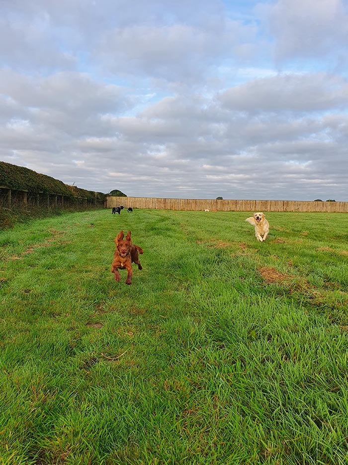 Playing at Derrings Kennels