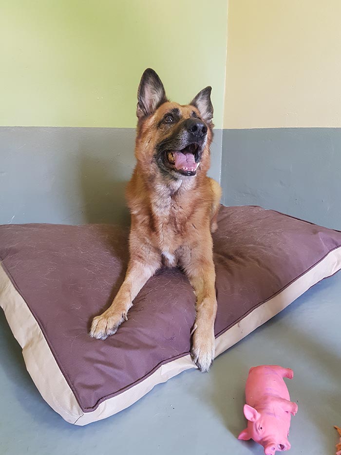 A place to chill with a doggy friend. Derrings Kennels