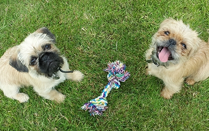 Little Dogs playing at Derrings Kennels